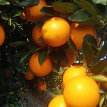 优质夏橙各大平台果和市场果个头大又细皮口感15个糖