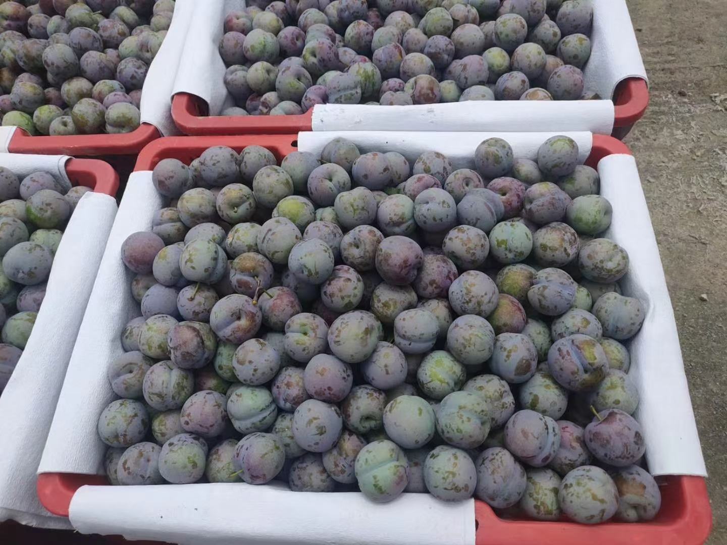 包装精美的五月脆红李子礼盒展示