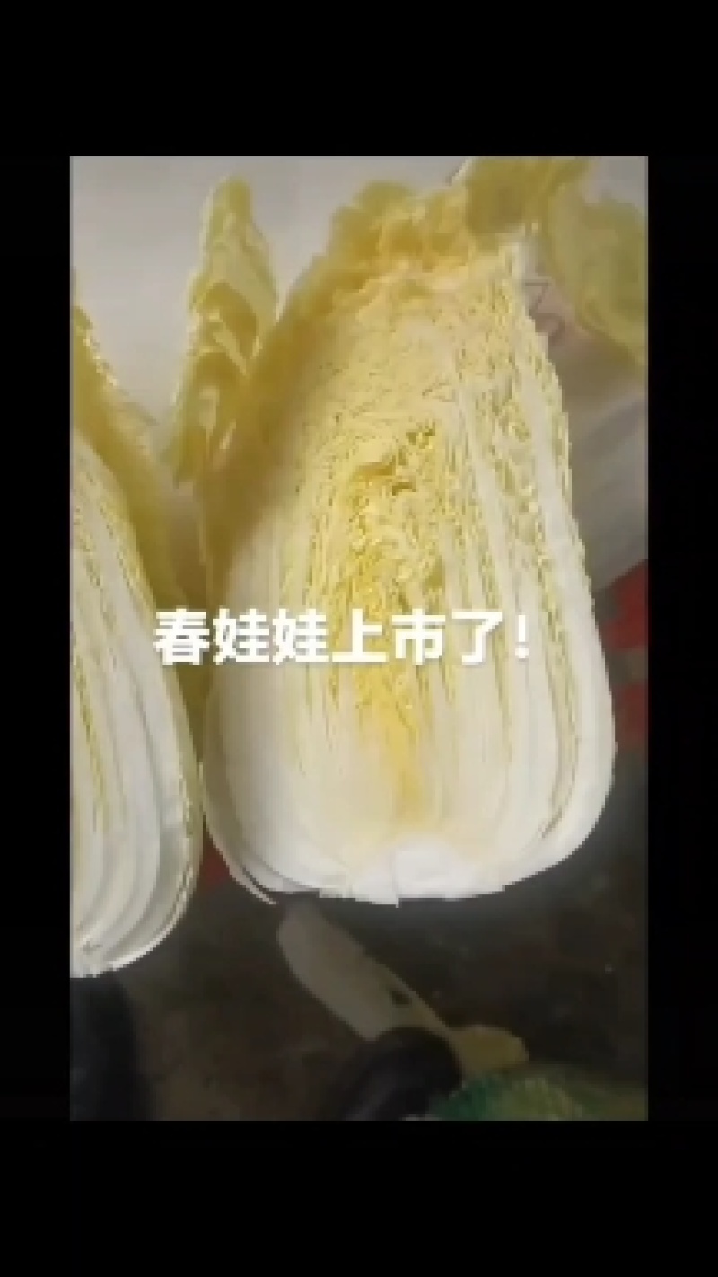 大娃娃菜
