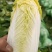 大娃娃菜