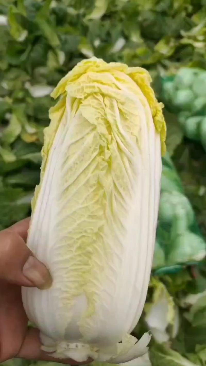 大娃娃菜