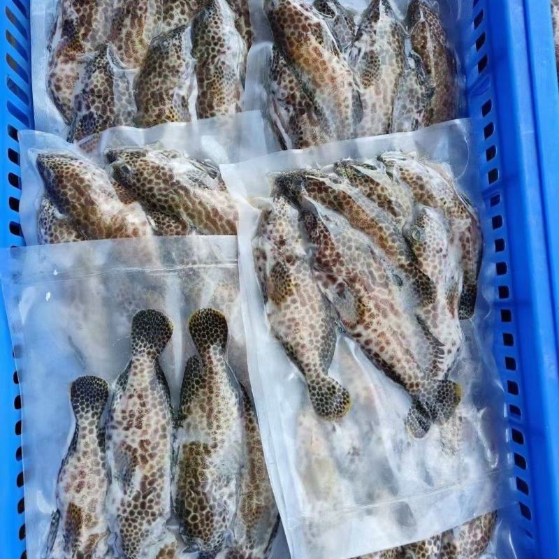 西沙蜂巢斑鱼-活杀极冻蜂巢斑鱼供应厂家
