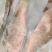 西沙粉衣鱼-活杀极冻粉衣鱼批发-海南生鲜供应西沙粉衣鱼