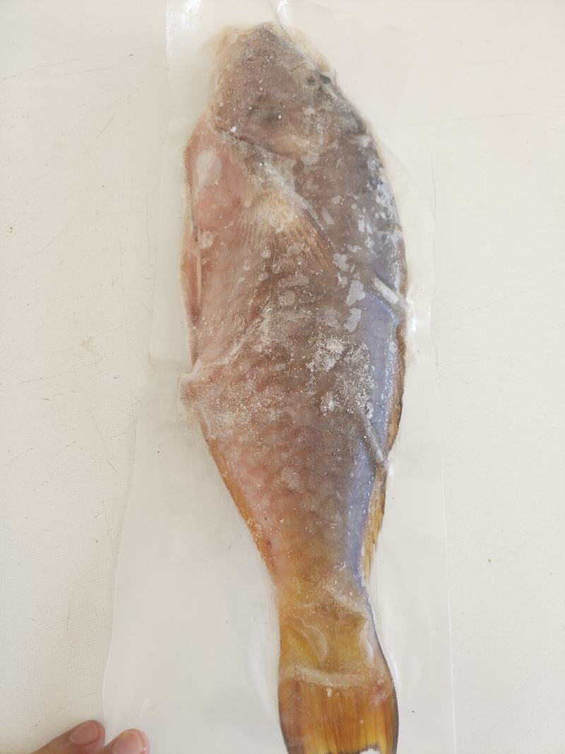 西沙粉衣鱼-活杀极冻粉衣鱼批发-海南生鲜供应西沙粉衣鱼