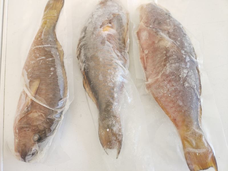 西沙粉衣鱼-活杀极冻粉衣鱼批发-海南生鲜供应西沙粉衣鱼