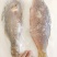 西沙粉衣鱼-活杀极冻粉衣鱼批发-海南生鲜供应西沙粉衣鱼