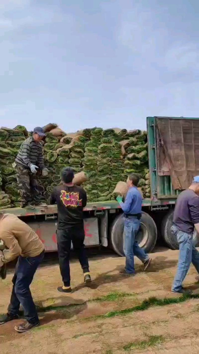 大量供应优质冷季型草坪早熟禾和高羊茅四季青剪股颖