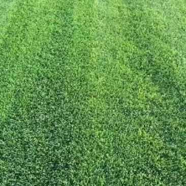 大量供应优质冷季型草坪早熟禾和高羊茅四季青剪股颖