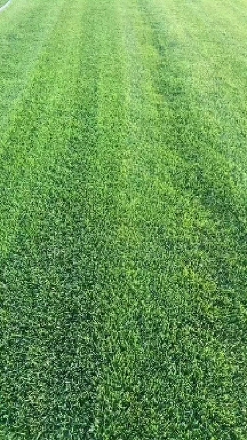 大量供应优质冷季型草坪早熟禾和高羊茅四季青剪股颖