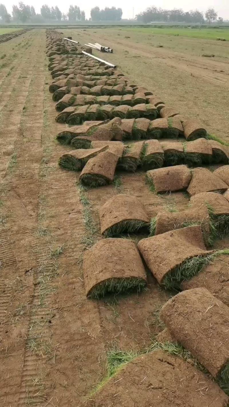 大量供应优质冷季型草坪早熟禾和高羊茅四季青剪股颖