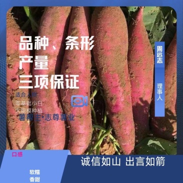 红薯苗秦薯五号脱毒杨凌区