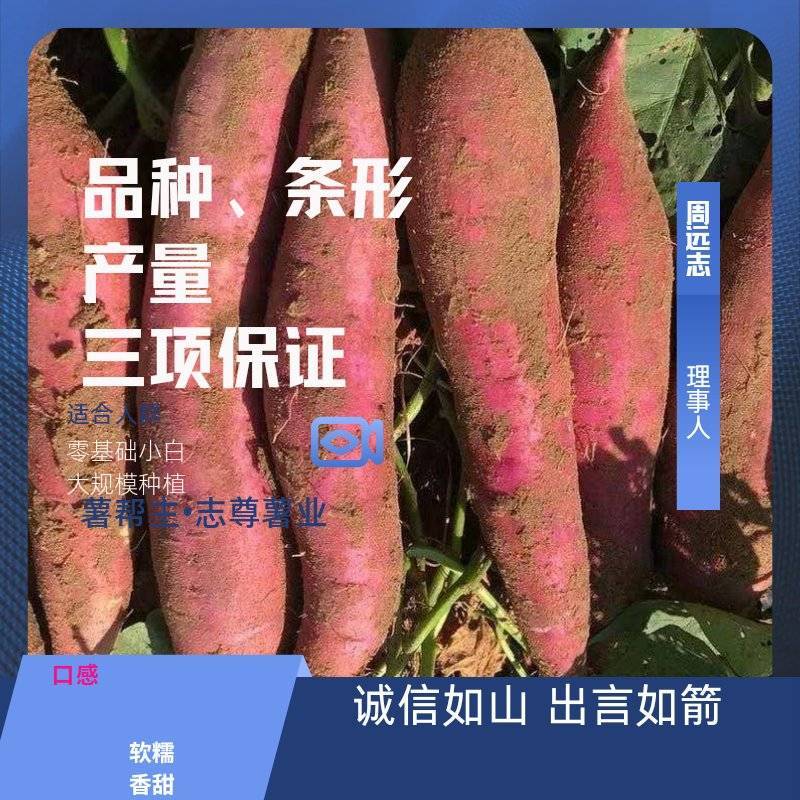 红薯苗秦薯五号脱毒杨凌区