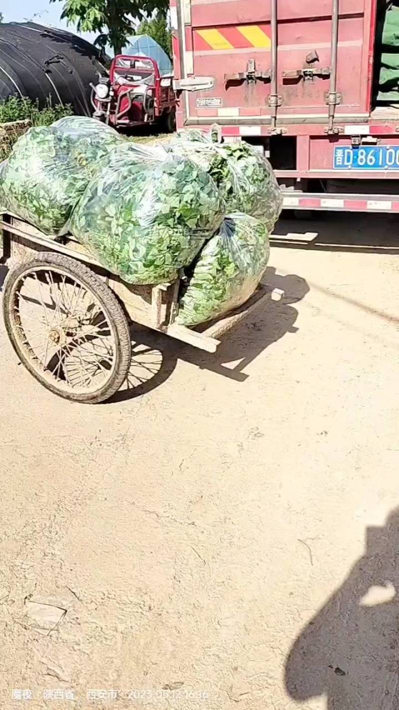 红薯苗秦薯五号脱毒杨凌区