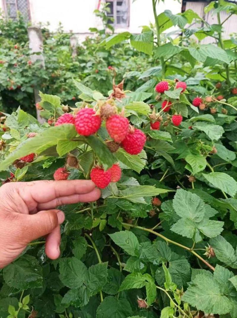 树莓苗组培苗营养杯苗裸根苗早熟晚熟大果小果品种齐全