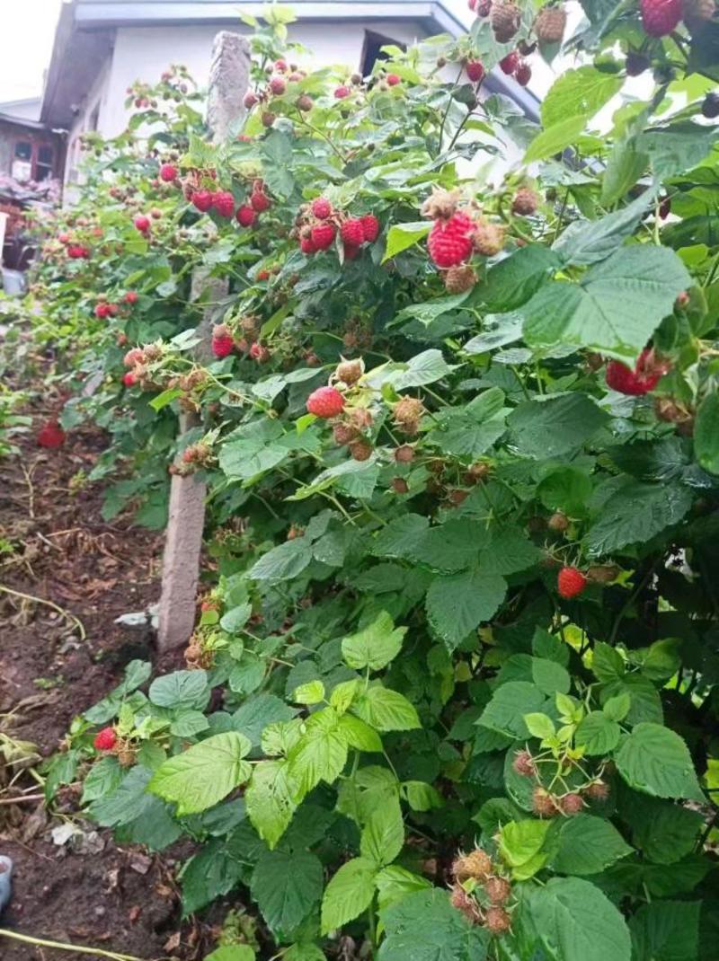 树莓苗组培苗营养杯苗裸根苗早熟晚熟大果小果品种齐全