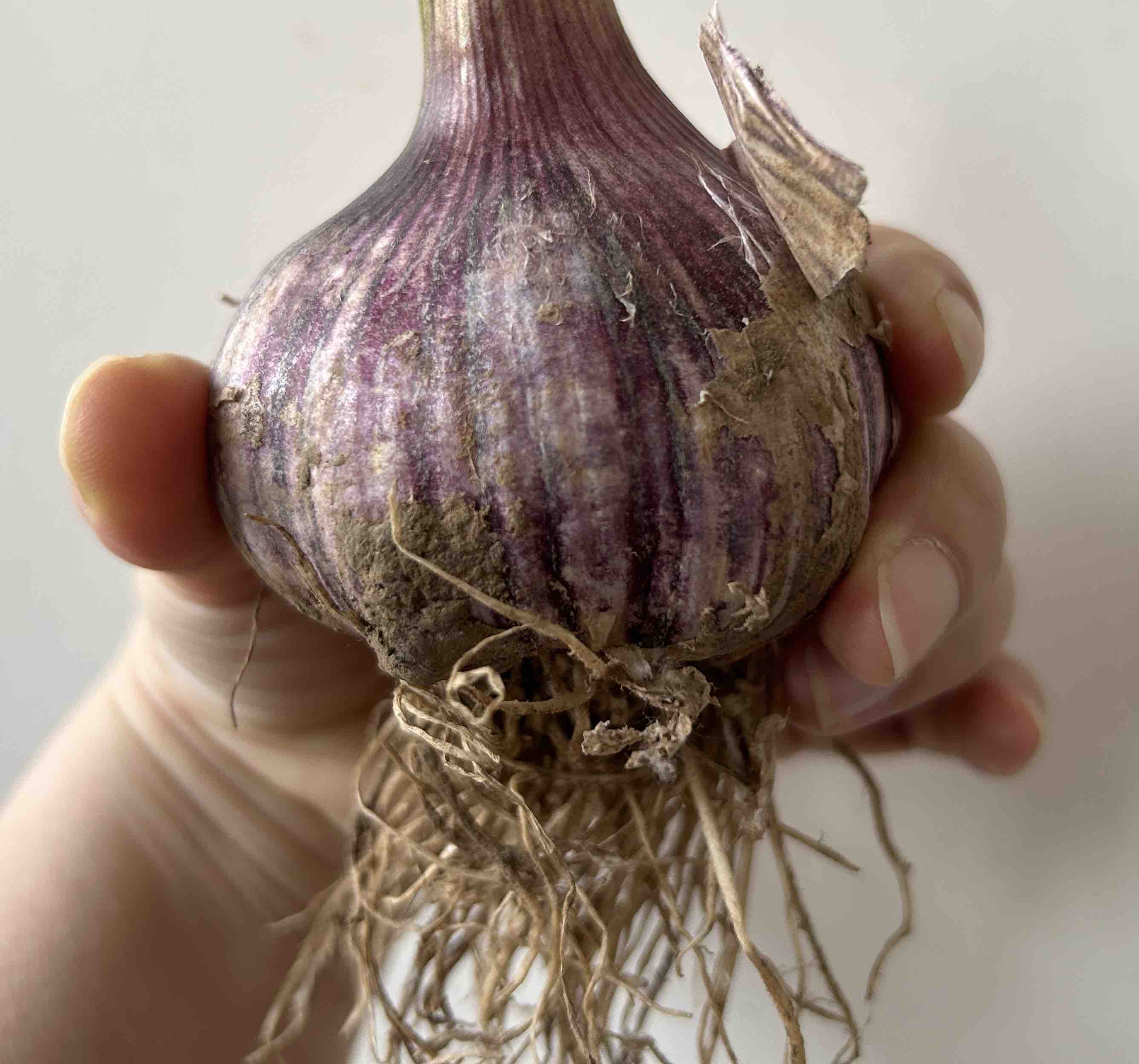 大蒜气蒜现象示意图