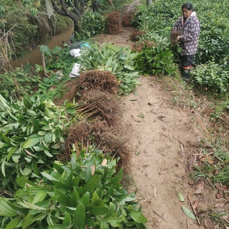 优质肉桂苗5棵也包邮品质保证无病根苏多成活率高