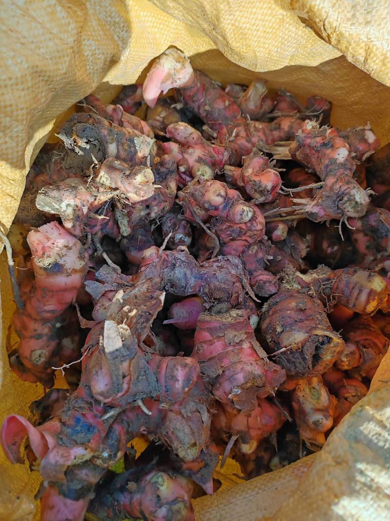 【热】南姜/山姜聚盛福农产品（红皮山姜）产地坐标欢迎来电