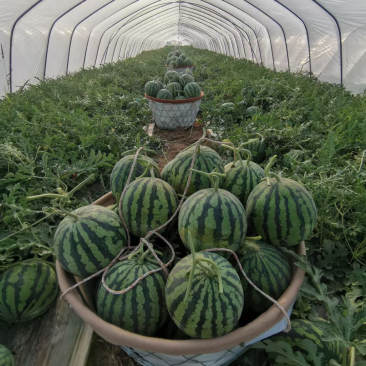 盐城精品美都量大价格低