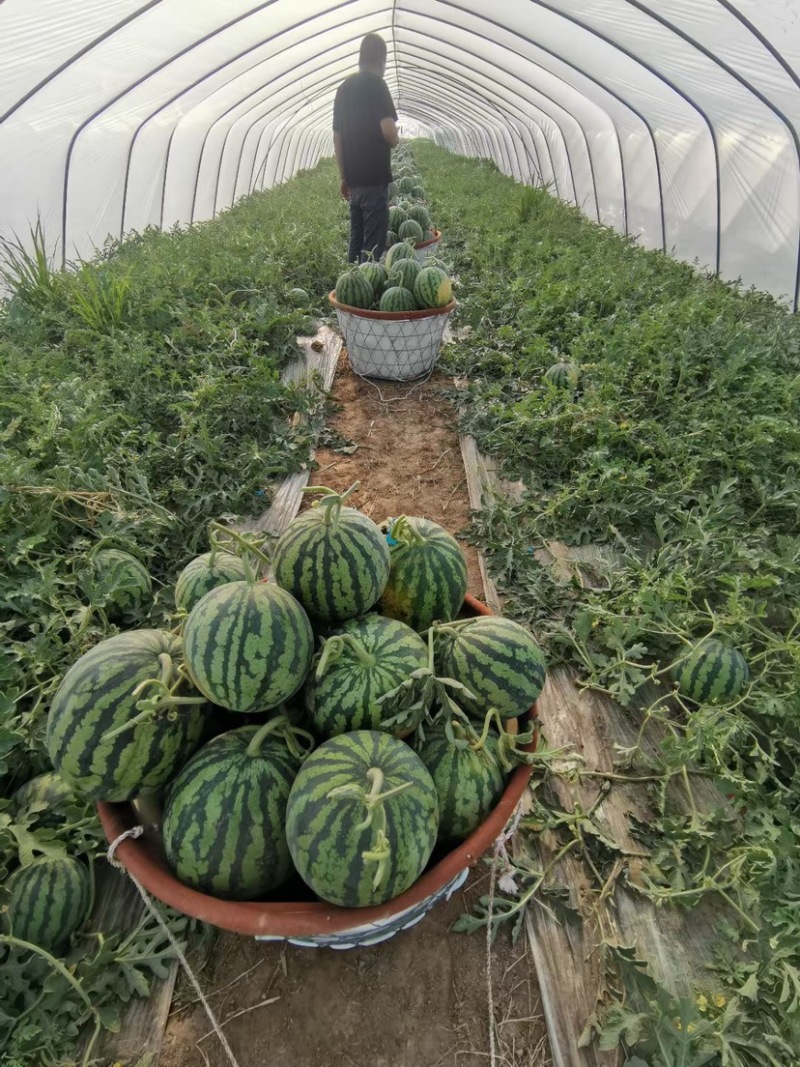 盐城精品美都量大价格低