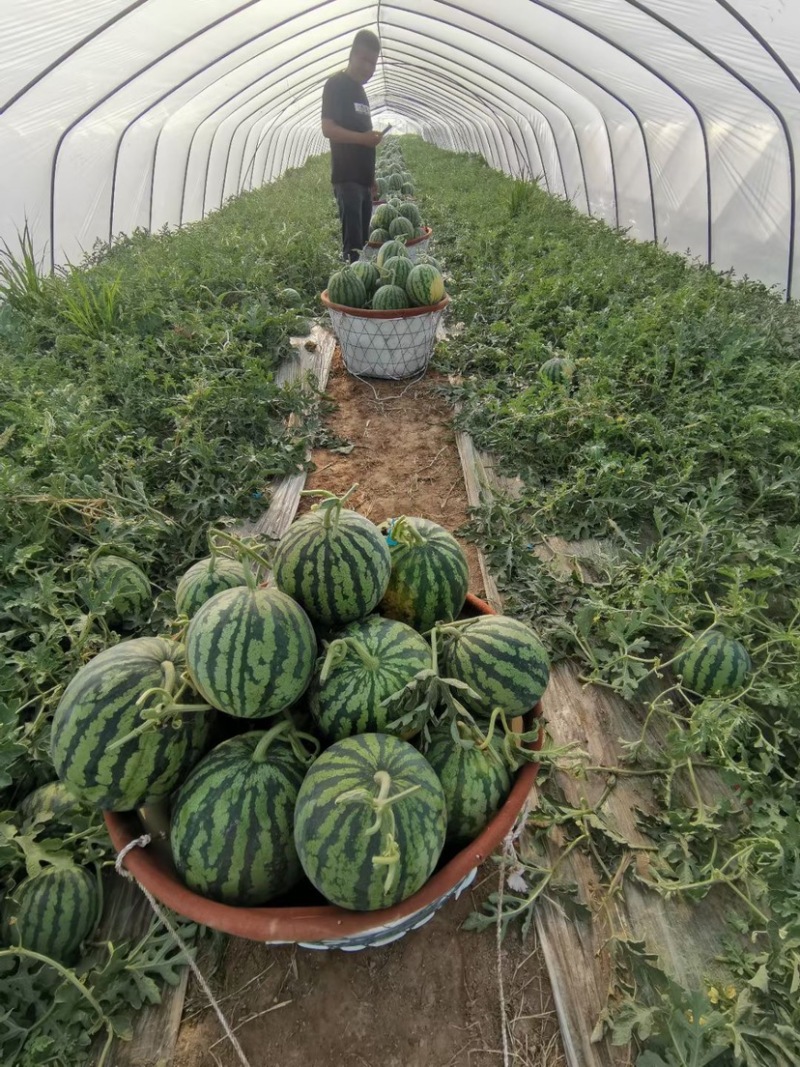 盐城精品美都量大价格低