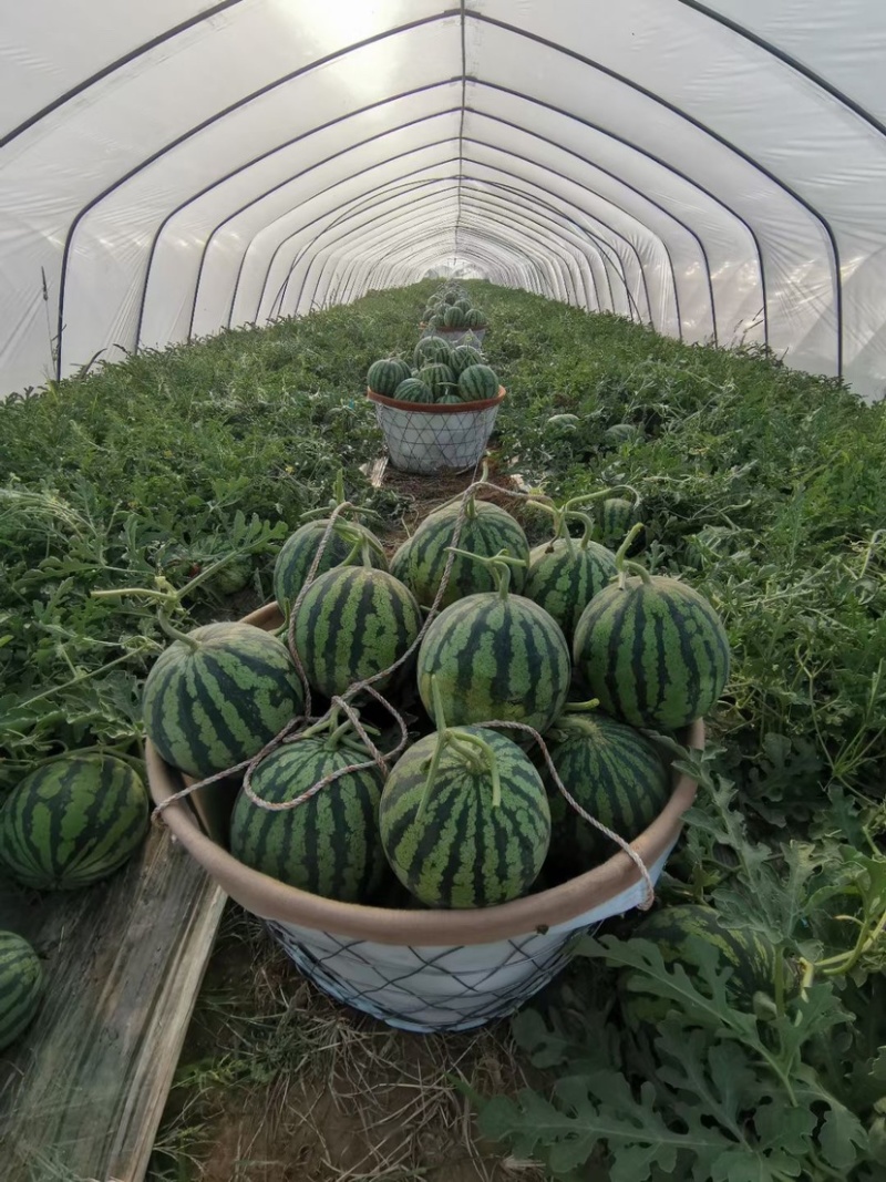 盐城精品美都量大价格低