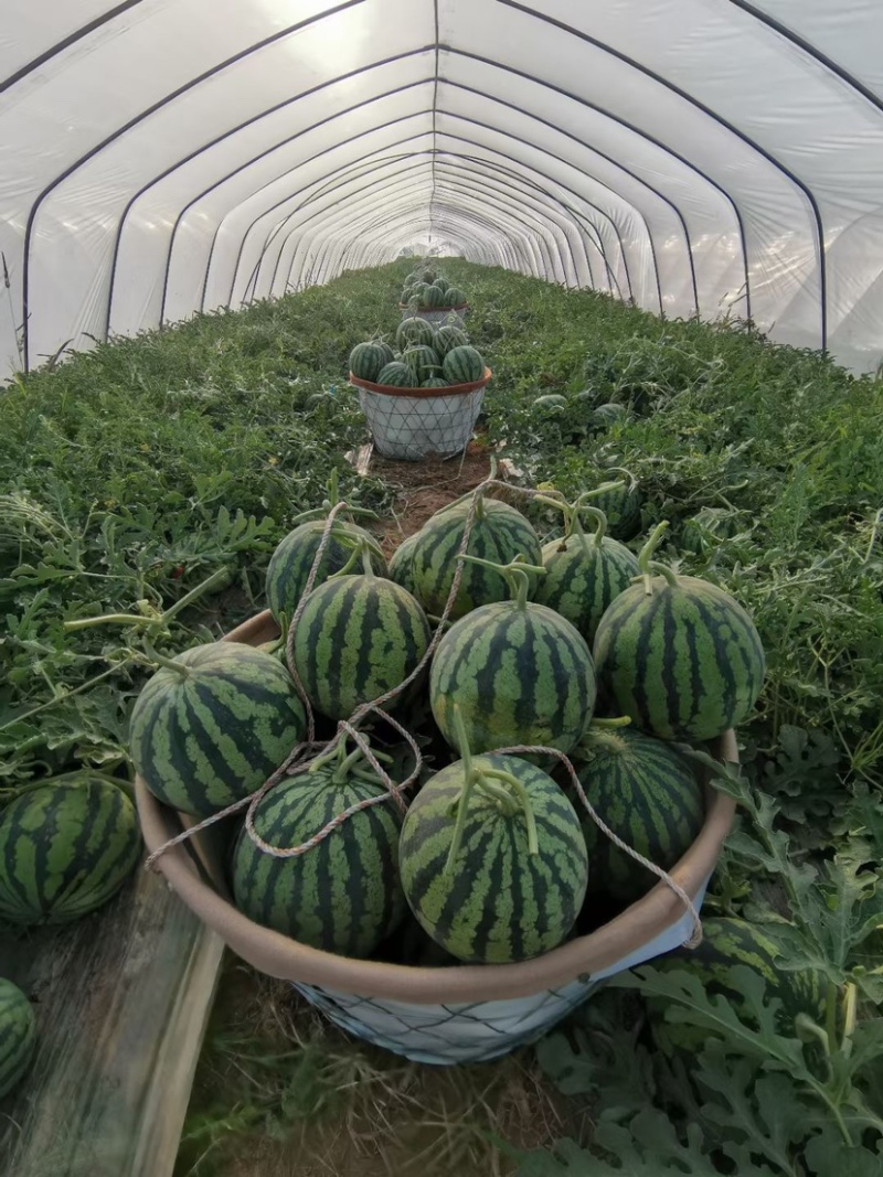 盐城精品美都量大价格低