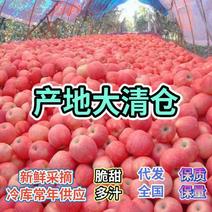 山东红富士苹果新鲜采摘条纹红片红库存红富士苹果价格便宜