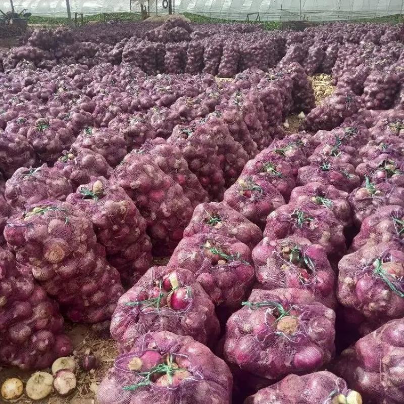 精品紫皮洋葱洋葱产地直发品质保证一手货源量大从优