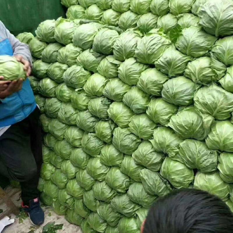 精品圆包菜大量上市产地直发品质保证一手货源量大从优