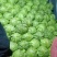 精品圆包菜大量上市产地直发品质保证一手货源量大从优