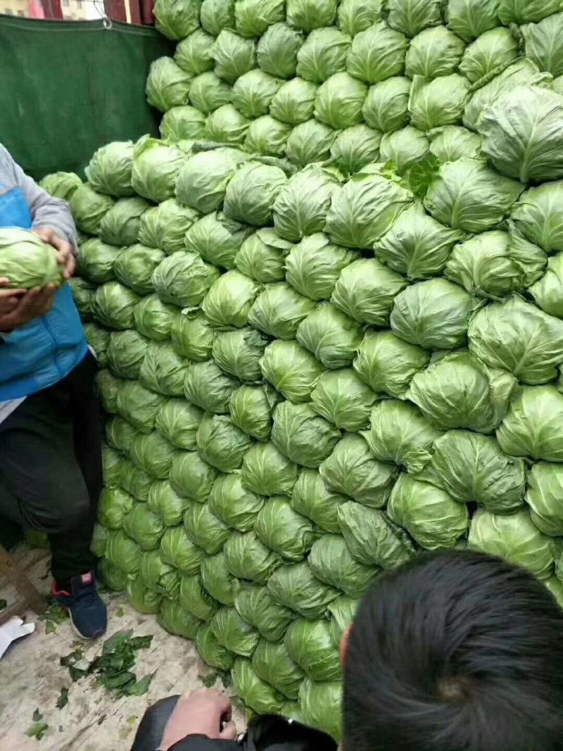 山东圆包菜产地直发品质保证一手货源量大从优欢迎联系