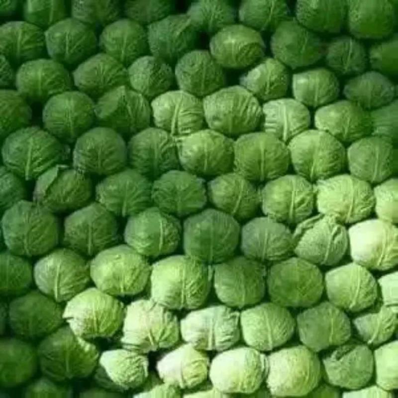 山东圆包菜产地直发品质保证一手货源量大从优欢迎联系