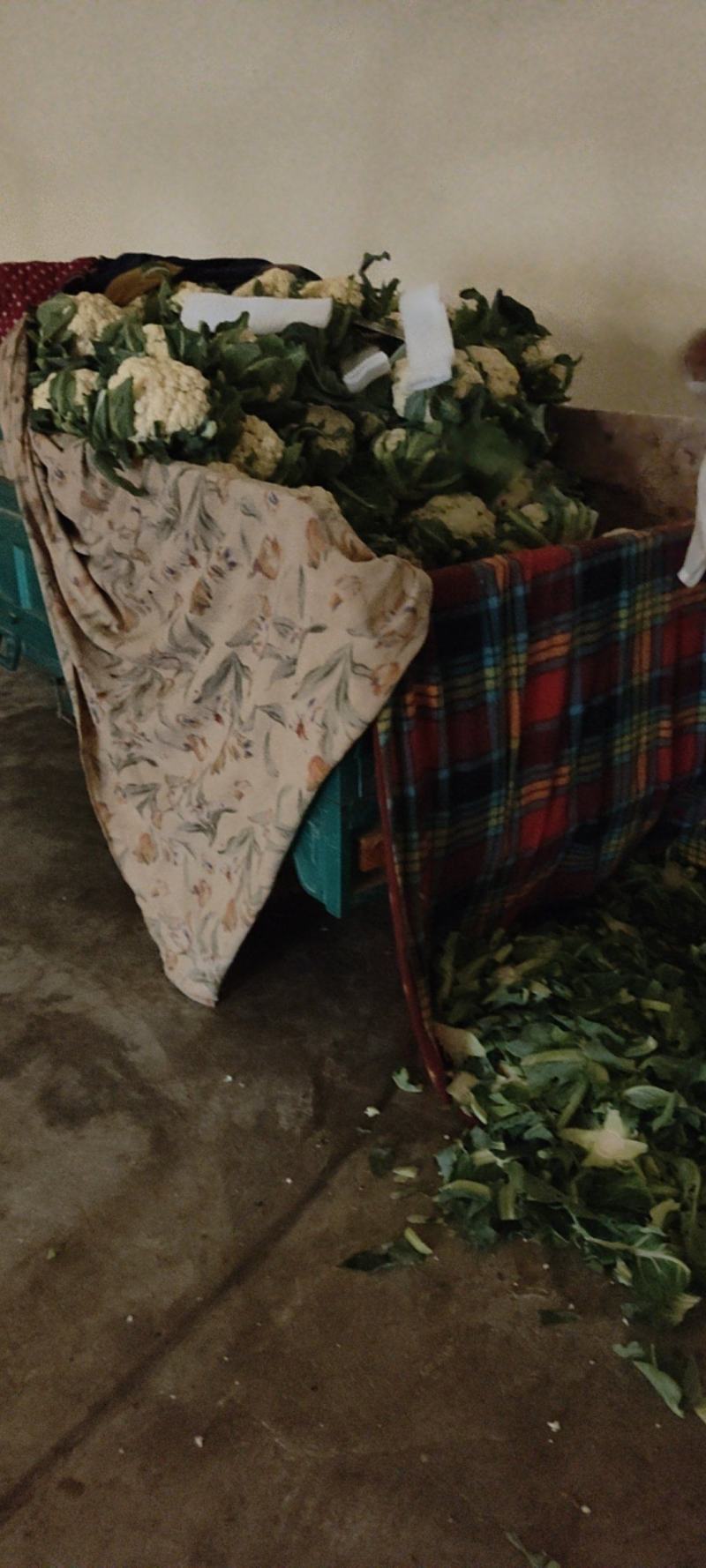 河北大量供应有机花菜产地一手货源质量保证视频看货