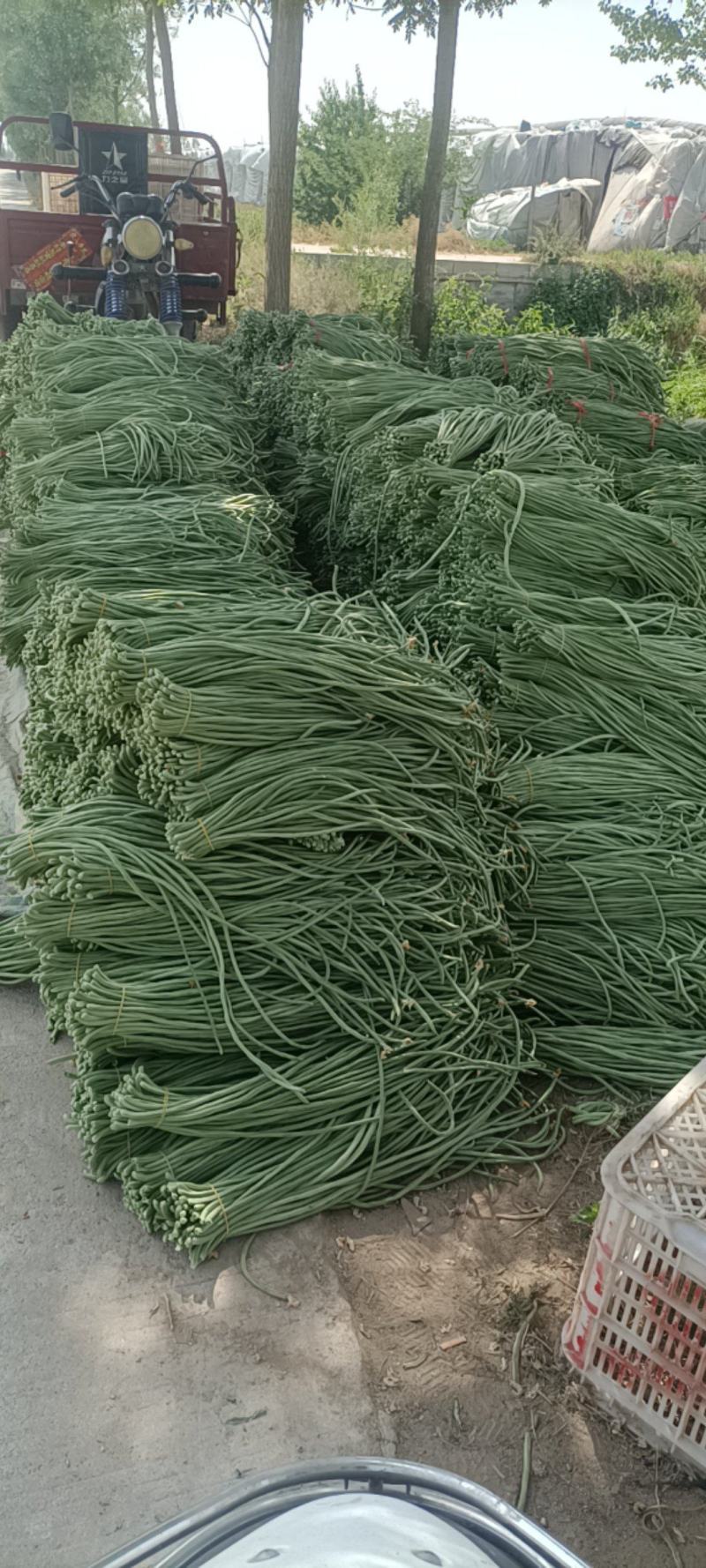 山东白条青条长豆角