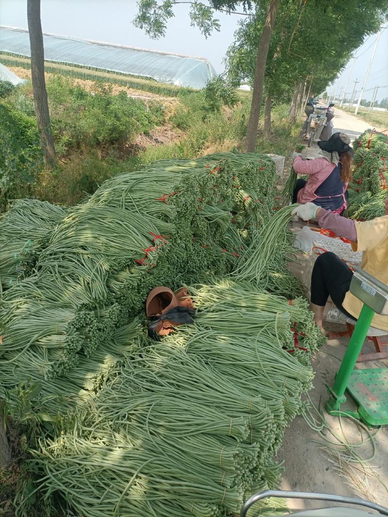 山东白条青条长豆角