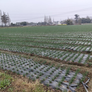 金堂县优质菜地160亩出租