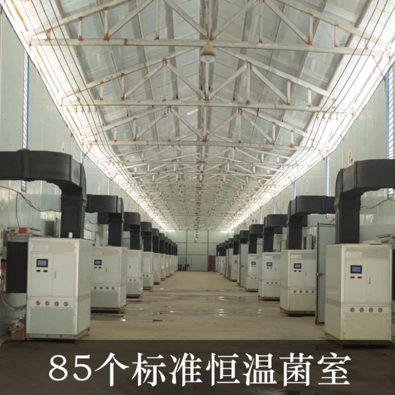 新鲜金耳当天采摘基地直供长期大量供应
