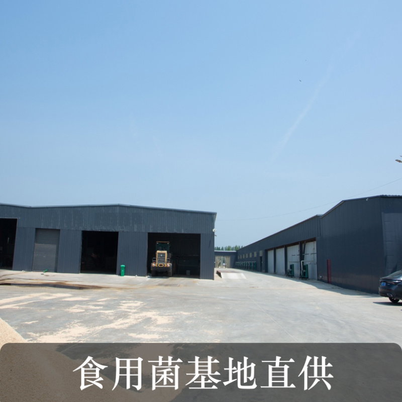 新鲜金耳当天采摘基地直供长期大量供应