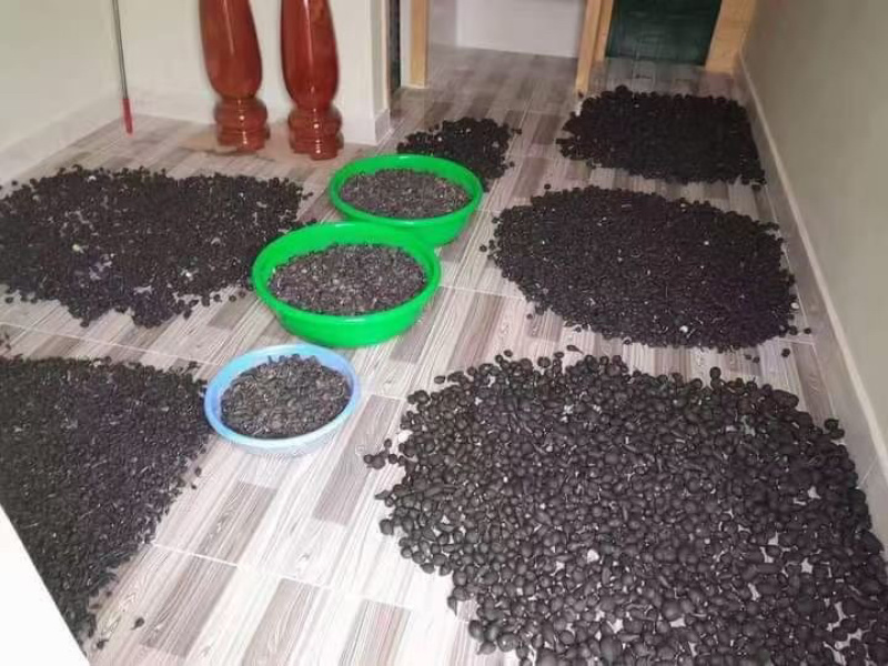 乌灵参，天然菌类植物无添加