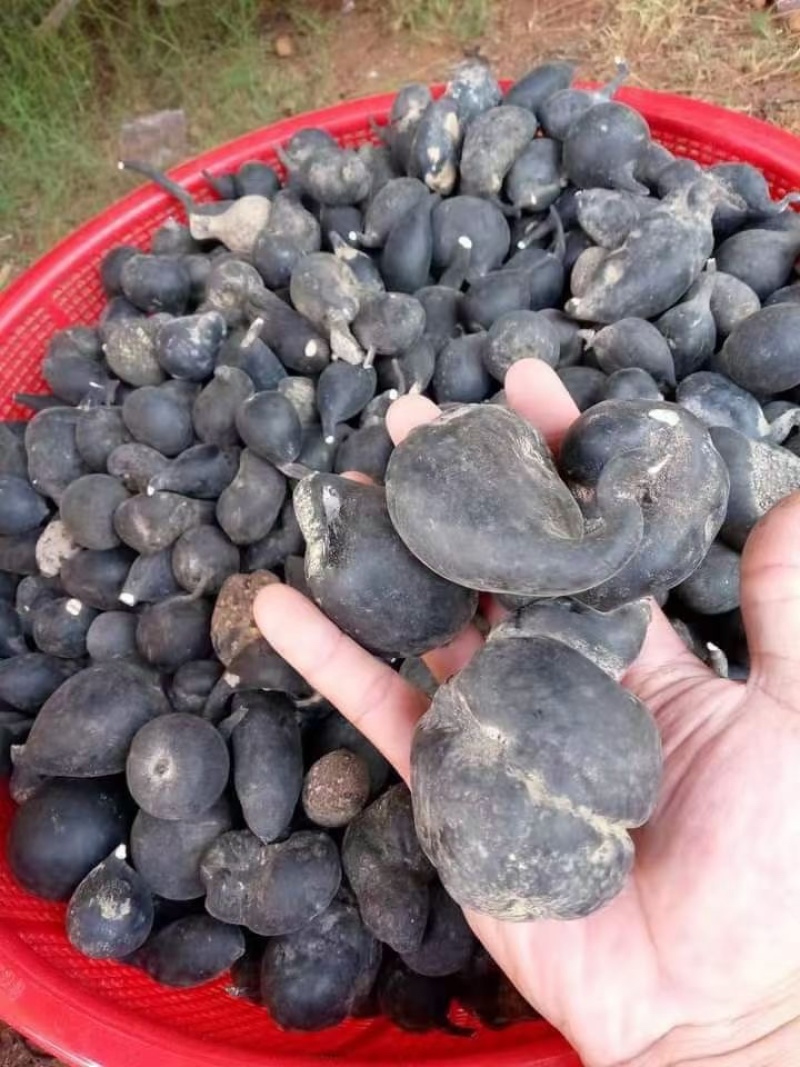 乌灵参，天然菌类植物无添加