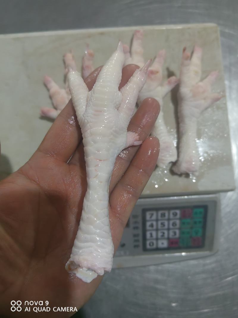 精品鸡爪，大鸡爪，老鸡鸡爪，品质保证，量大从优，可视频看货