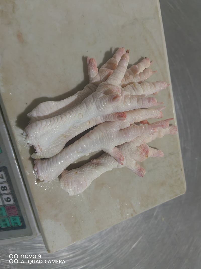 精品鸡爪，大鸡爪，老鸡鸡爪，品质保证，量大从优，可视频看货