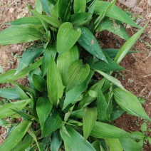 中药材，钩藤，虎杖，石菖蒲，石楠藤，矮地茶，淡竹叶