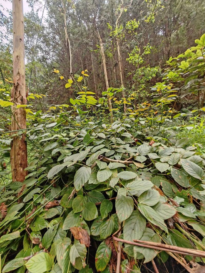 中药材，钩藤，虎杖，石菖蒲，石楠藤，矮地茶，淡竹叶