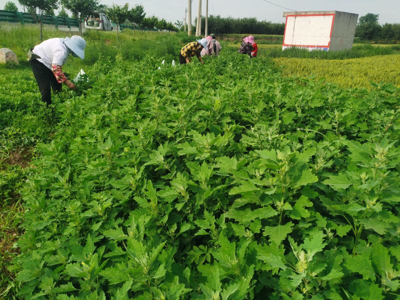 野生精品灰灰菜大量供应，一手货源，品质保证，全国发货