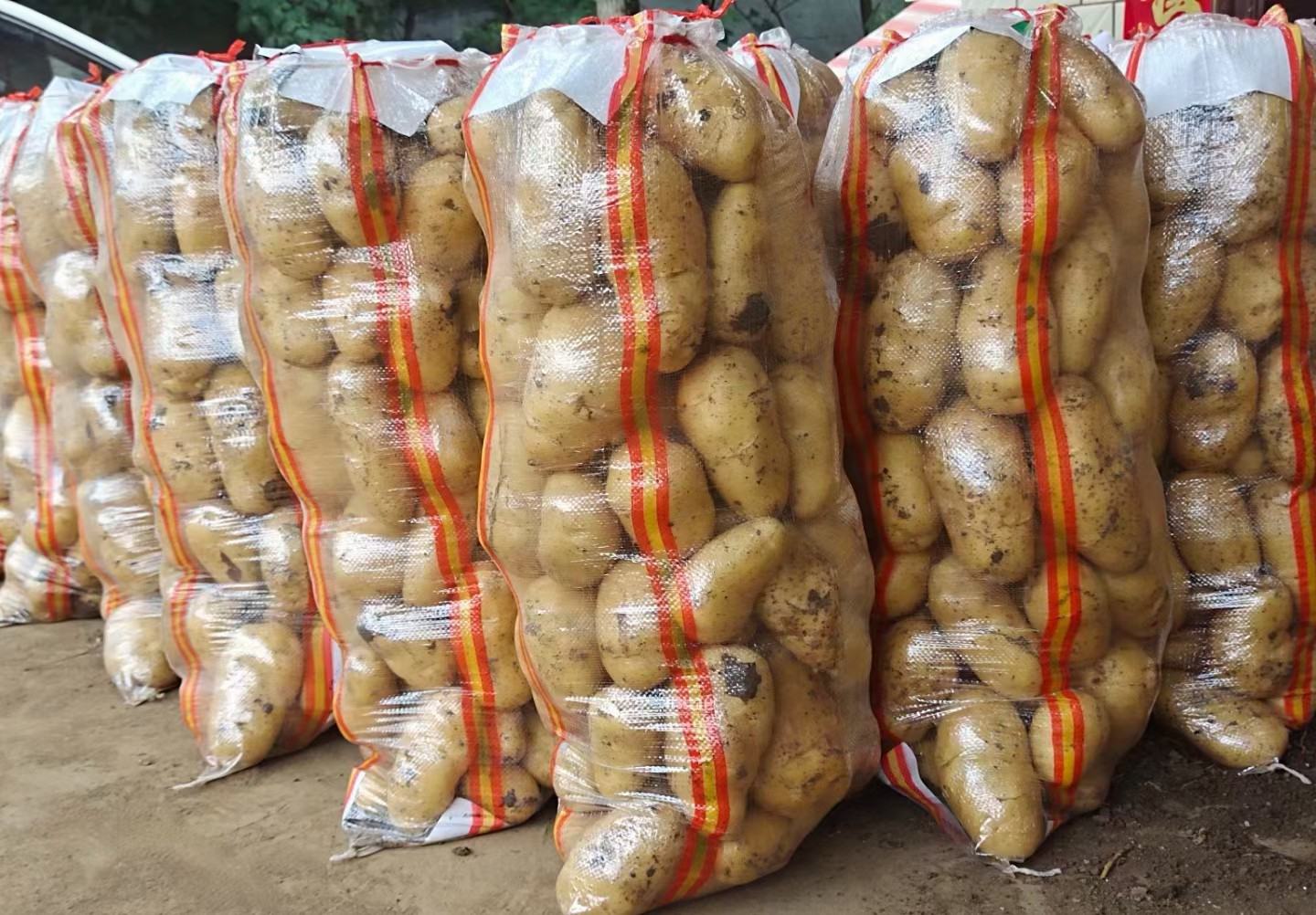 富硒土豆种植基地