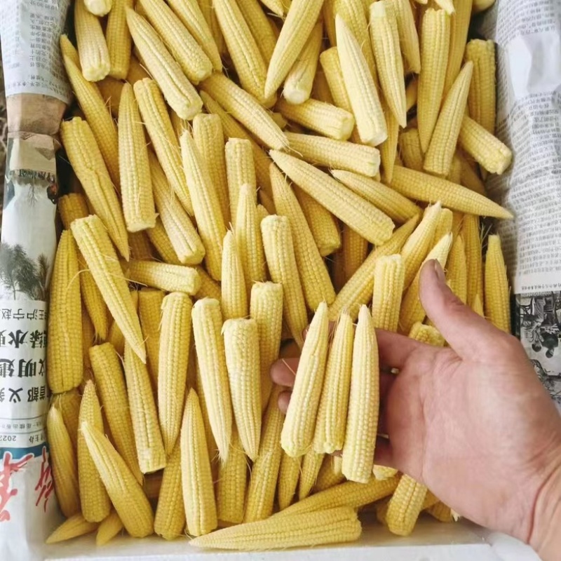 玉米笋，精品货，打包散装都可以安排，货量充足