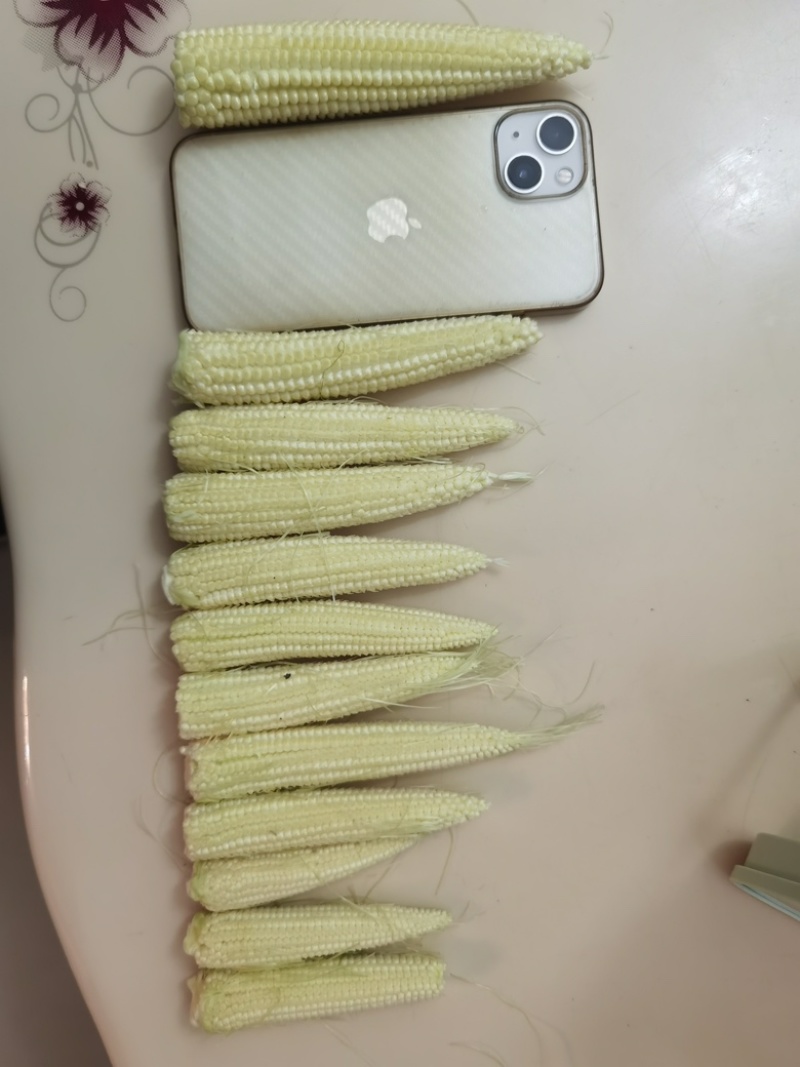 玉米笋，精品货，打包散装都可以安排，货量充足