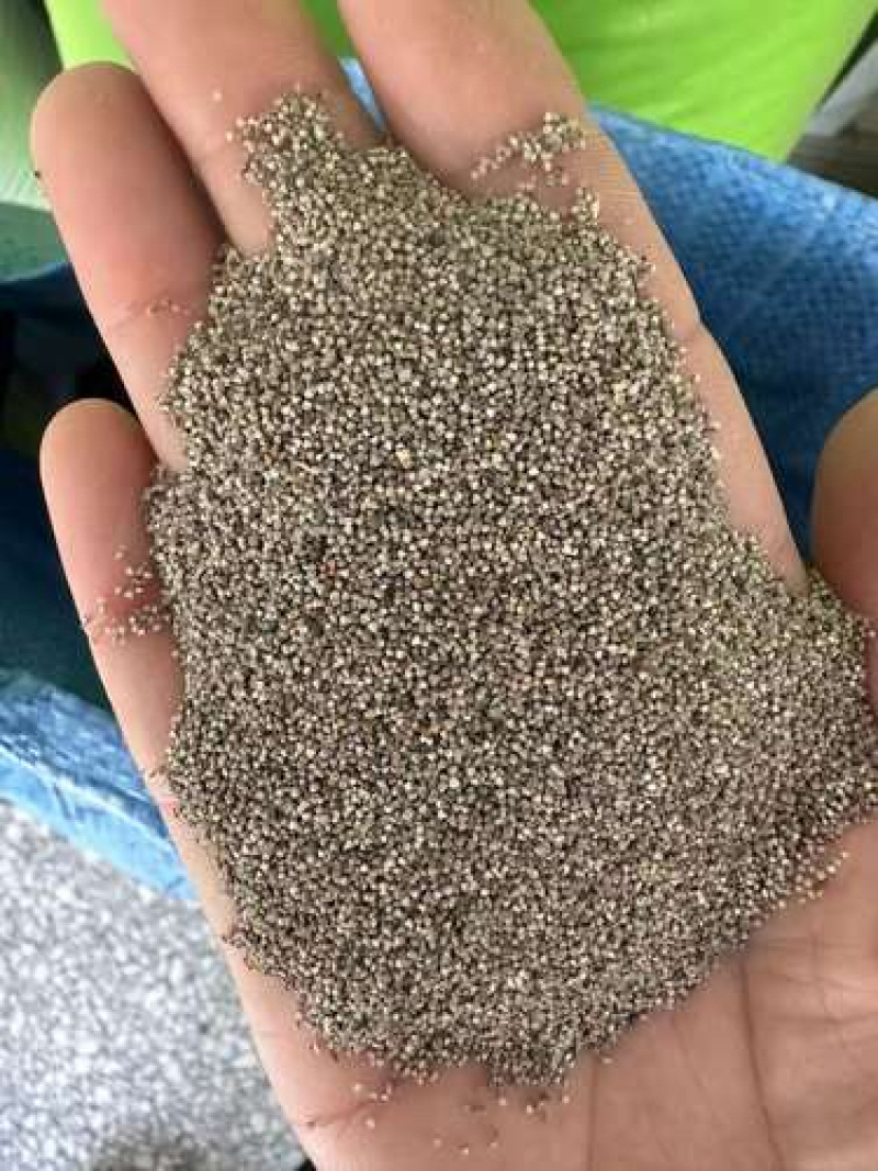 美丽日中花种子花卉种子四季易种花草卉植物花种籽子